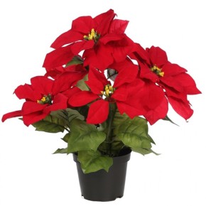 Pascuero Poinsettia Rojo NAVIDAD