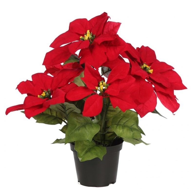 Pascuero Poinsettia Rojo NAVIDAD | Cash Borosa