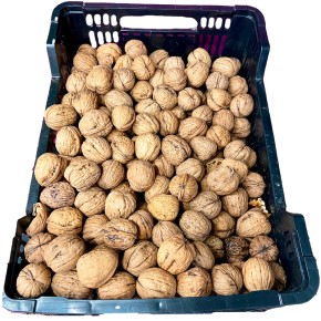 Nueces